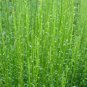 Scotch Broom Cytisus scoparius 100 Seeds