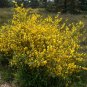 Scotch Broom Cytisus scoparius 100 Seeds