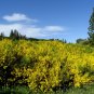 Scotch Broom Cytisus scoparius 100 Seeds