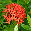 Dwarf Ixora Jungle Geranium Ixora chinensis 10 Seeds