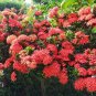 Dwarf Ixora Jungle Geranium Ixora chinensis 10 Seeds