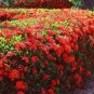 Dwarf Ixora Jungle Geranium Ixora chinensis 10 Seeds