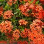 Dwarf Ixora Jungle Geranium Ixora chinensis 10 Seeds