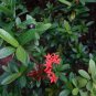 Dwarf Ixora Jungle Geranium Ixora chinensis 10 Seeds