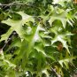 Nuttall's Oak Quercus nuttallii 10 Seeds