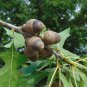 Nuttall's Oak Quercus nuttallii 10 Seeds