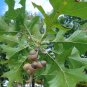 Nuttall's Oak Quercus nuttallii 10 Seeds