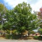 Nuttall's Oak Quercus nuttallii 10 Seeds