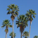 Mexican Fan Palm 100 Seeds Washingtonia robusta Mexican Fan Palm 100 Seeds Washingtonia robusta