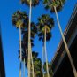 Mexican Fan Palm 100 Seeds Washingtonia robusta