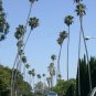 Mexican Fan Palm 100 Seeds Washingtonia robusta