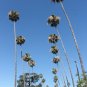 Mexican Fan Palm 100 Seeds Washingtonia robusta