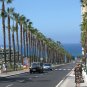 Mexican Fan Palm 100 Seeds Washingtonia robusta