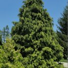 Port Orford Cedar Chamaecyparis lawsoniana 100 Seeds Port Orford Cedar Chamaecyparis lawsoniana 100 Seeds