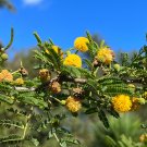 Sweet Acacia  20 Seeds  Acacia farnesiana