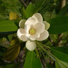 Sweetbay Magnolia 20 Seeds Magnolia virginiana Sweetbay Magnolia 20 Seeds Magnolia virginiana