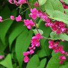Coral Vine Antigonon leptopus 20 Seeds Coral Vine Antigonon leptopus 20 Seeds