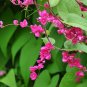 Coral Vine Antigonon leptopus 20 Seeds