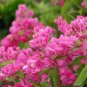 Coral Vine Antigonon leptopus 20 Seeds