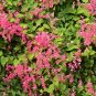 Coral Vine Antigonon leptopus 20 Seeds
