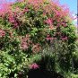 Coral Vine Antigonon leptopus 20 Seeds