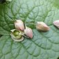Coral Vine Antigonon leptopus 20 Seeds