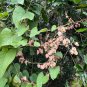 Coral Vine Antigonon leptopus 20 Seeds
