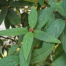 Leatherleaf Viburnum  100 Seeds  Viburnum rhytidophyllum