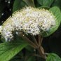 Leatherleaf Viburnum  100 Seeds  Viburnum rhytidophyllum