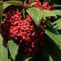 Leatherleaf Viburnum  100 Seeds  Viburnum rhytidophyllum