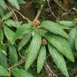 Leatherleaf Viburnum  100 Seeds  Viburnum rhytidophyllum