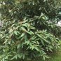 Leatherleaf Viburnum  100 Seeds  Viburnum rhytidophyllum