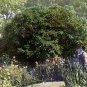 Leatherleaf Viburnum  100 Seeds  Viburnum rhytidophyllum