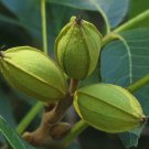 Pecan Carya illinoinensis 10 Seeds Pecan Carya illinoinensis 10 Seeds