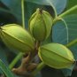 Pecan Carya illinoinensis 10 Seeds