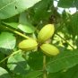 Pecan Carya illinoinensis 10 Seeds
