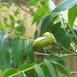 Pecan Carya illinoinensis 10 Seeds
