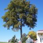 Pecan Carya illinoinensis 10 Seeds