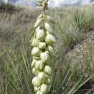 Soapweed Yucca Great Plains Yucca Yucca glauca 100 Seeds