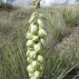 Soapweed Yucca Great Plains Yucca Yucca glauca 100 Seeds