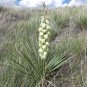 Soapweed Yucca Great Plains Yucca Yucca glauca 100 Seeds