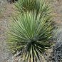 Soapweed Yucca Great Plains Yucca Yucca glauca 100 Seeds