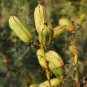 Soapweed Yucca Great Plains Yucca Yucca glauca 100 Seeds
