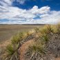 Soapweed Yucca Great Plains Yucca Yucca glauca 100 Seeds