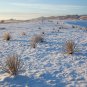 Soapweed Yucca Great Plains Yucca Yucca glauca 100 Seeds
