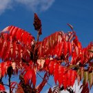 Staghorn Sumac Rhus typhina 100 Seeds Staghorn Sumac Rhus typhina 100 Seeds