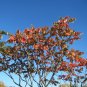 Staghorn Sumac Rhus typhina 100 Seeds