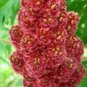 Staghorn Sumac Rhus typhina 100 Seeds