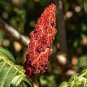 Staghorn Sumac Rhus typhina 100 Seeds