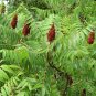 Staghorn Sumac Rhus typhina 100 Seeds